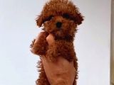 Kıpkırmızı Red Tooy Poodle Sevimli Yavrular 