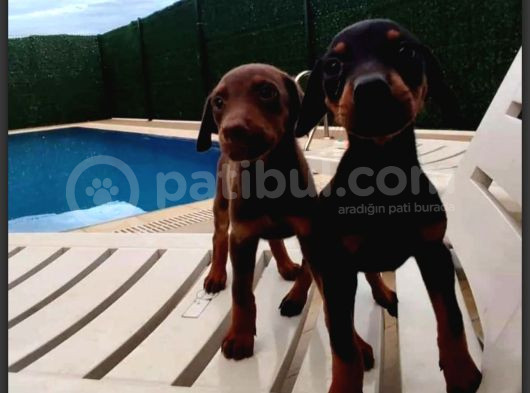 Kızıl Ve Klasik Erkek Ve Dişi Safkan Doberman Yavrularımız