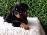Dişi ve Erkek Safkan Rottweiler Yavrularımız