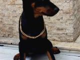 Kızıl Ve Klasik Erkek Ve Dişi Safkan Doberman Yavrularımız