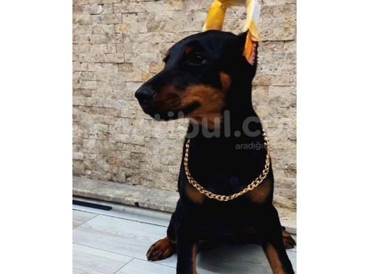 Kızıl Ve Klasik Erkek Ve Dişi Safkan Doberman Yavrularımız görsel