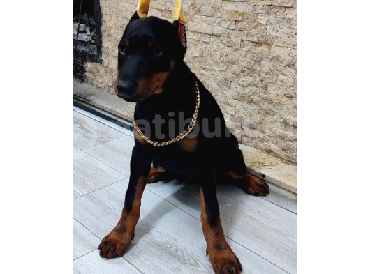 Kızıl Ve Klasik Erkek Ve Dişi Safkan Doberman Yavrularımız görsel