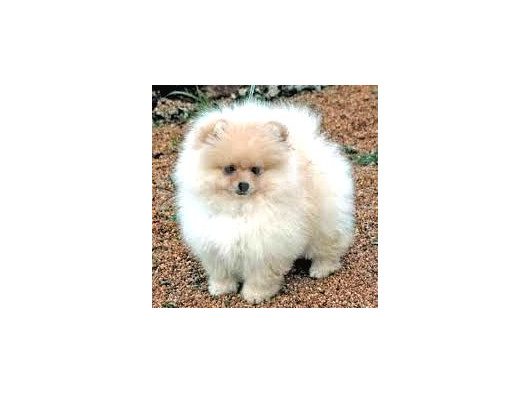 Ayı Suratlı Pomerri̇an Boo Yavrumuz 