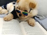 Chowchow Bebekler