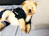 Chowchow Bebekler