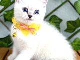 British Shorthair Harika Erkek Silverpoint