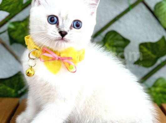 British Shorthair Harika Erkek Silverpoint görsel