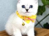 British Shorthair Harika Erkek Silverpoint