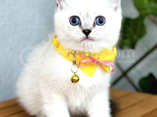 British Shorthair Harika Erkek Silverpoint görsel