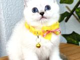 British Shorthair Harika Erkek Silverpoint