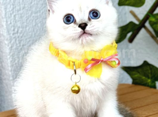 British Shorthair Harika Erkek Silverpoint görsel