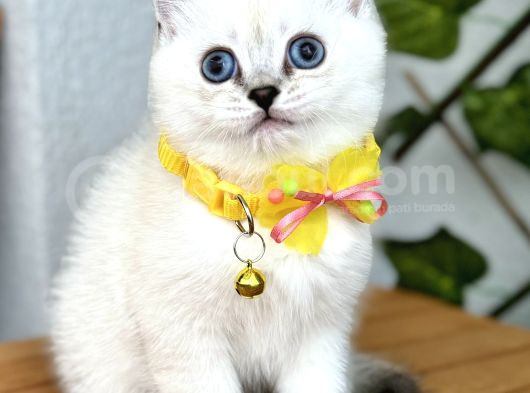 British Shorthair Harika Erkek Silverpoint