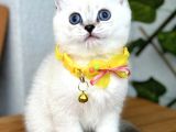 British Shorthair Harika Erkek Silverpoint