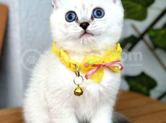 British Shorthair Harika Erkek Silverpoint görsel