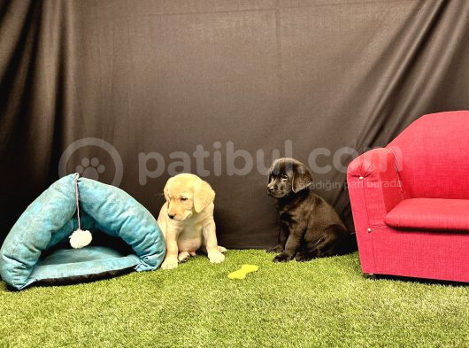 Harika Labrador Retriever Yavruları görsel