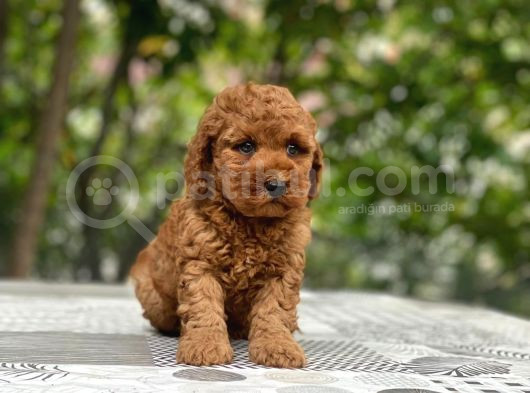 Teacup 2 Kg Garanti̇si̇ Altinda Kirmizi Red Tooy Poodle 