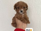 Maltipo Cinsi Yavrular Kahve Tonlu Mini Boy Puppy 