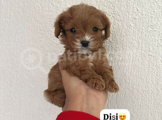 Maltipo Cinsi Yavrular Kahve Tonlu Mini Boy Puppy  görsel
