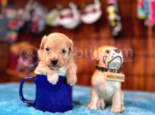 Teacup Zeki Tüy Dökmez Ped Eğitimli Maltipoo görsel