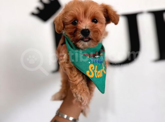 Teacup Zeki Tüy Dökmez Ped Eğitimli Maltipoo görsel