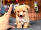 Teacup Zeki Tüy Dökmez Ped Eğitimli Maltipoo