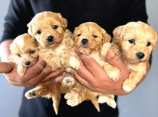 Teacup Zeki Tüy Dökmez Ped Eğitimli Maltipoo