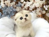 Wcf Sertifikalı Full Şcrli Safkan Scottish Fold