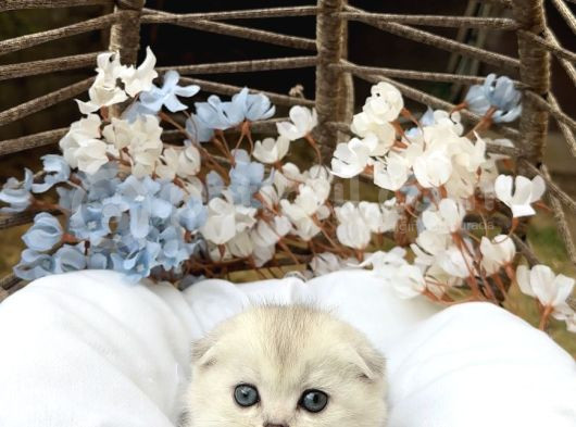 Wcf Sertifikalı Full Şcrli Safkan Scottish Fold görsel