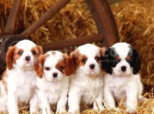 Cavalier King Charles Yavrularımız 