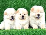 ChowChow Çin Aslanı Dişi ve Erkek