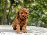 Mini Boy Puppy Kıpkırmızı Red Tooy Poodle 