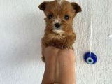 Mini boy puppy kıpkırmızı Red TOOY POODLE 