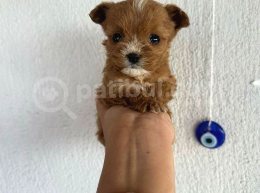 Mini Boy Puppy Kıpkırmızı Red Tooy Poodle 