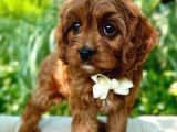 Kahve Tonlu Puppy Kıvırcık Tüylü MALTİPO CİNSİ Yavrular 