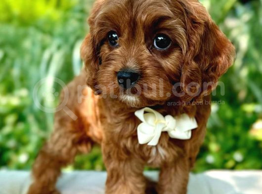 Kahve Tonlu Puppy Kıvırcık Tüylü Malti̇po Ci̇nsi̇ Yavrular 