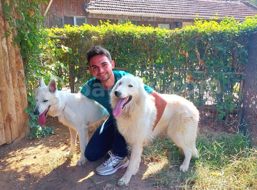 Beyaz Kürkü Ve Tatlılığıyla Göz Kamaştıran Beyaz İsviçre Ku görsel