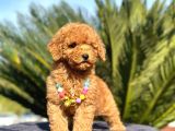 Red Braw Kıpkırmızı Ev Üretimi Tooy Poodle 