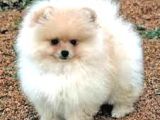 Ayı Suratlı Pomerri̇an Boo Yavrumuz 
