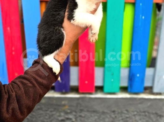 Bordercollie Yavrular görsel