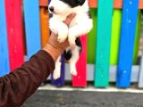 Bordercollie Yavrular