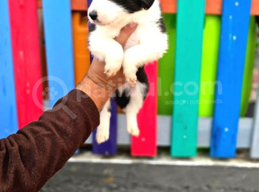 Bordercollie Yavrular görsel