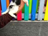 Bordercollie Yavrular