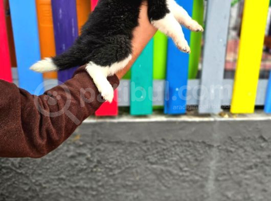 Bordercollie Yavrular görsel
