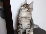 Muhteşem Renk Ve Dopdolu Secereli Safkan Maine Coon