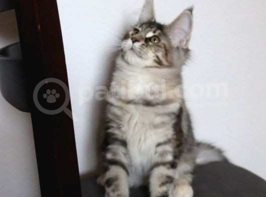 Muhteşem Renk Ve Dopdolu Secereli Safkan Maine Coon görsel