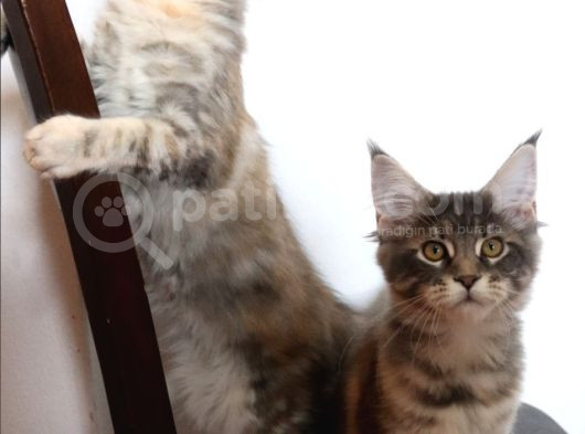 Muhteşem Renk Ve Dopdolu Secereli Safkan Maine Coon görsel