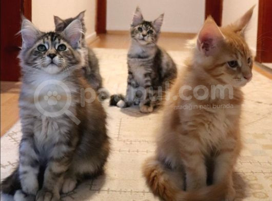 Muhteşem Renk Ve Dopdolu Secereli Safkan Maine Coon