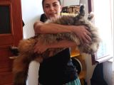 Muhteşem Renk Ve Dopdolu Secereli Safkan Maine Coon