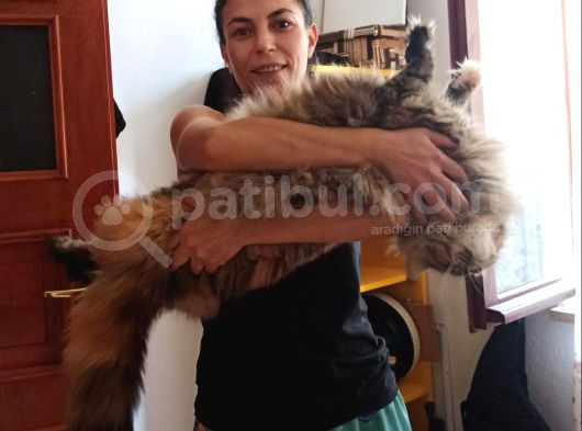 Muhteşem Renk Ve Dopdolu Secereli Safkan Maine Coon görsel