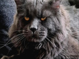 Muhteşem Renk Ve Dopdolu Secereli Safkan Maine Coon